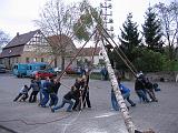 Maibaum 210